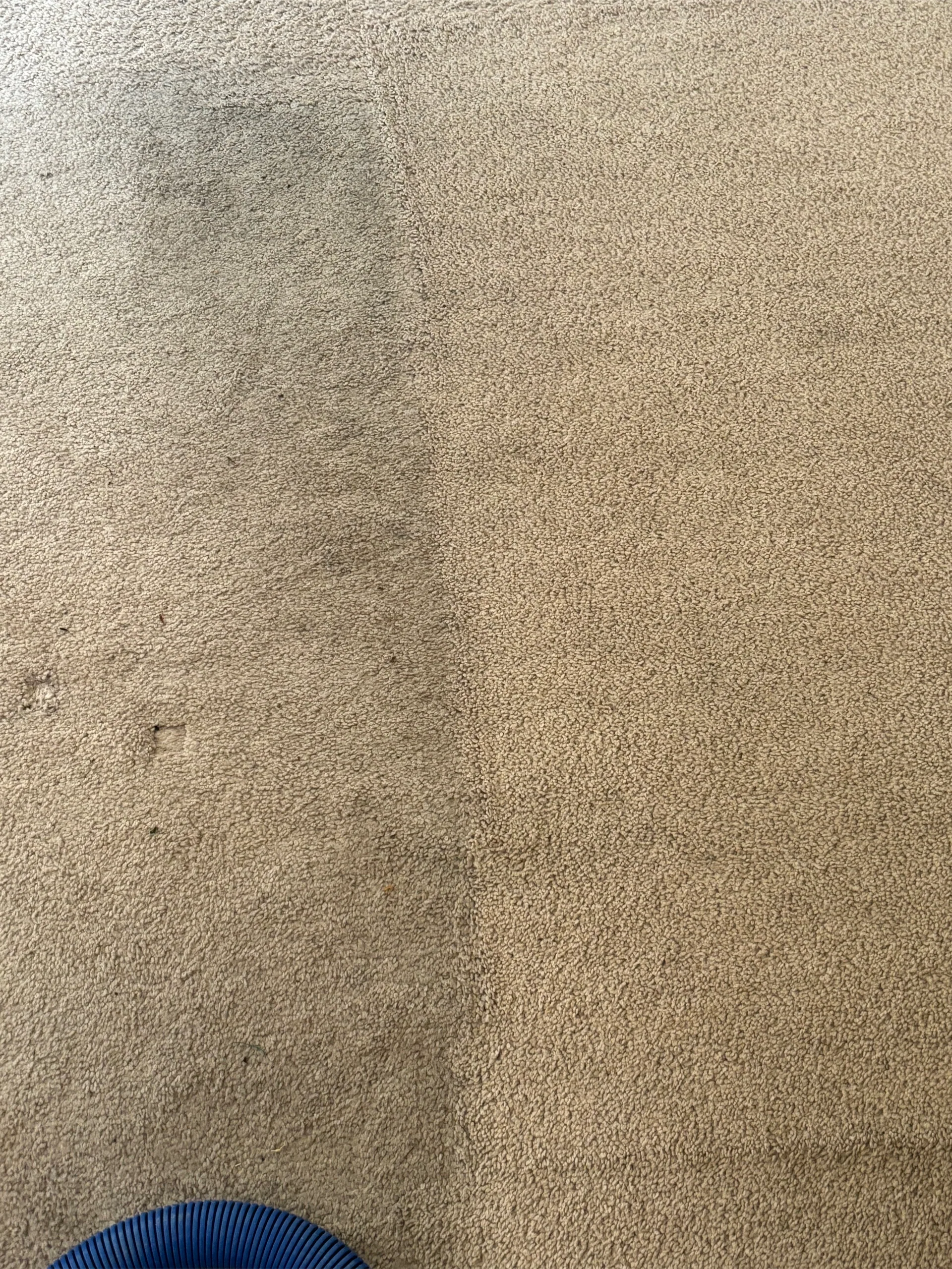 tan carpet closeup half cleaned blue hose